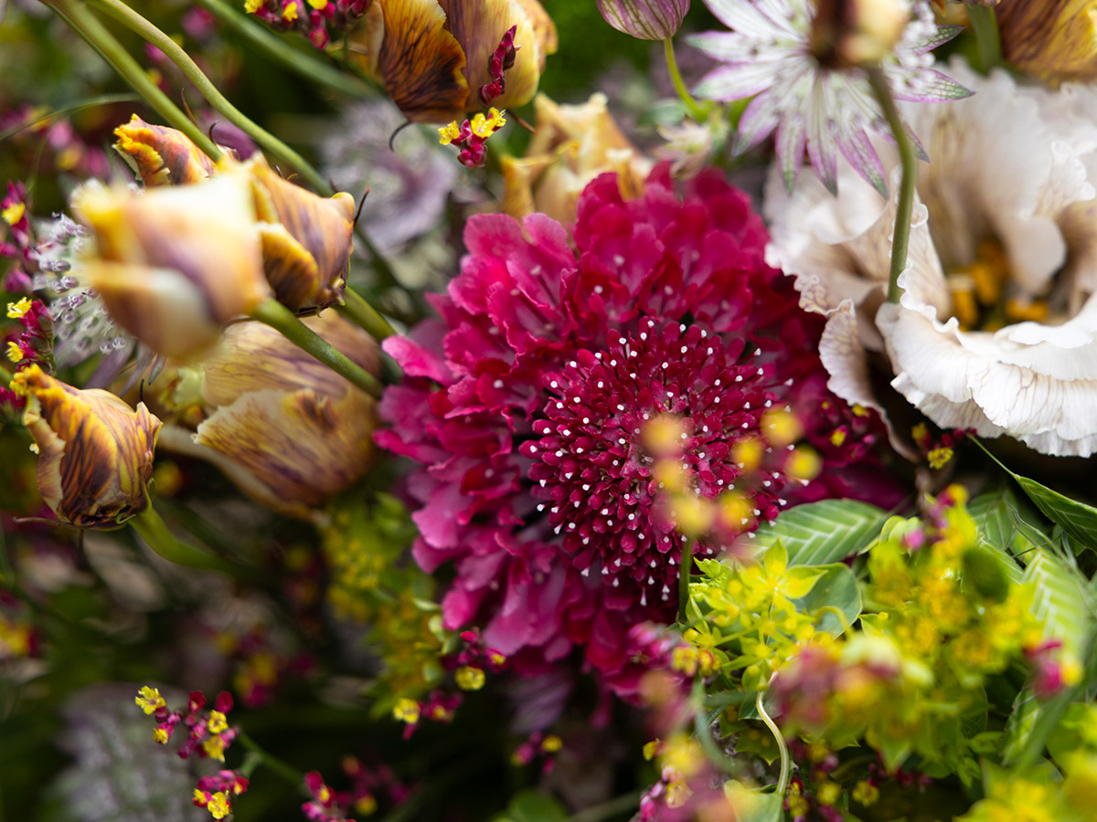 Krisztian Kover Wildflower Summer Bouquet Detail Scabiosa Krisztian Kover Wildflower Summer Bouquet Detail Scabiosa