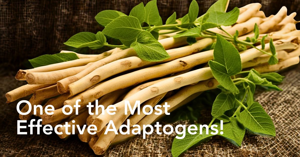 A Complete Guide to Ashwagandha Benefits and Uses From Ancient Medicine to Modern Science - Thursd Article Header Image