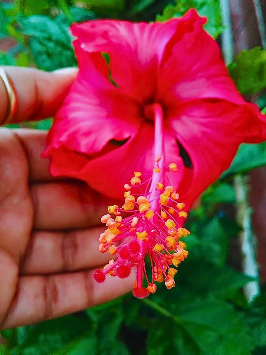 Hibiscus flowers The Best Indian Wedding Flowers