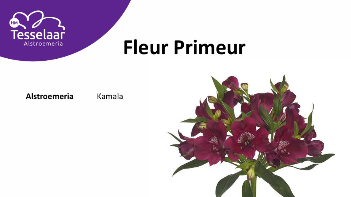 Alstroemeria Kamala by H.M. Tesselaar