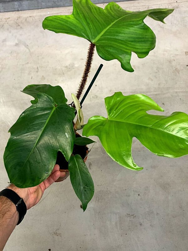 25 Best Plants for Fall 2020 - Philodendron Squamiferum