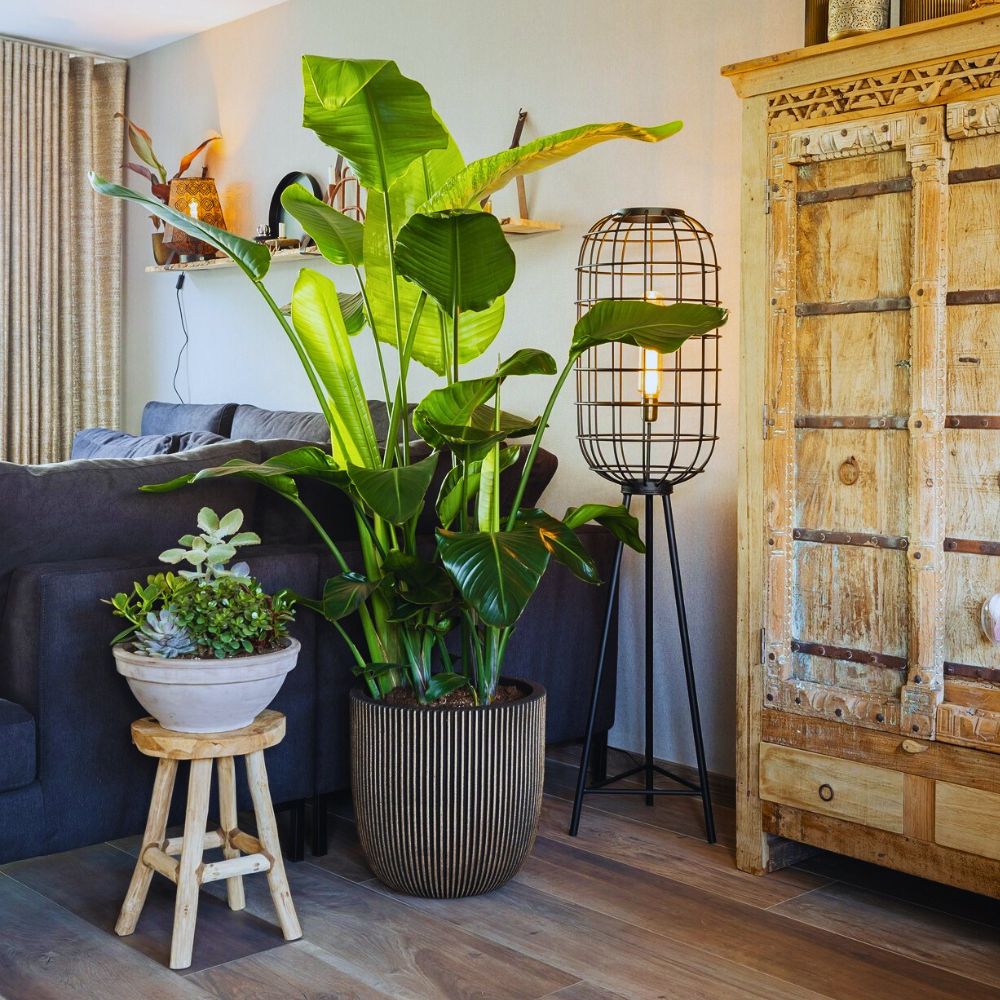 Bird of Paradise Tropical Plants The Bird of Paradise Tropical Plants from Air So Pure