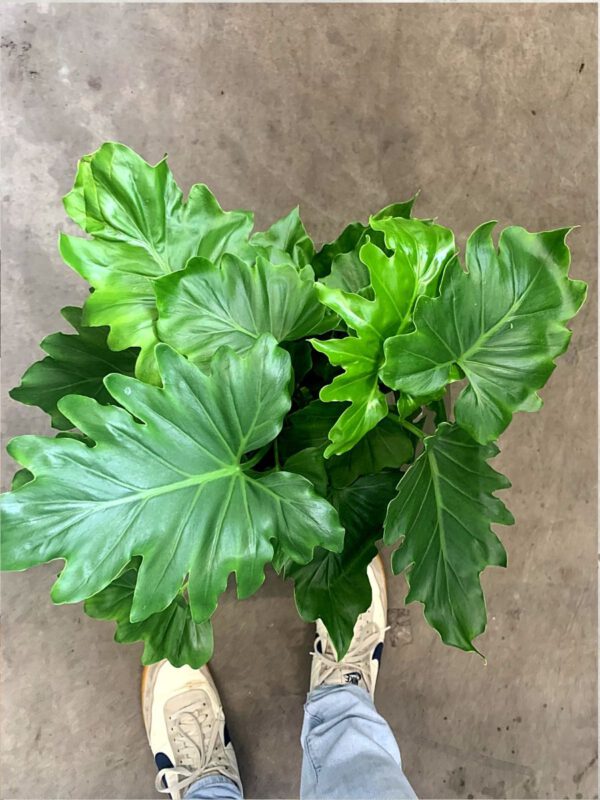 25 Best Plants for Fall 2020 - Philondendron Bipinnatifidium 'Shangri La'