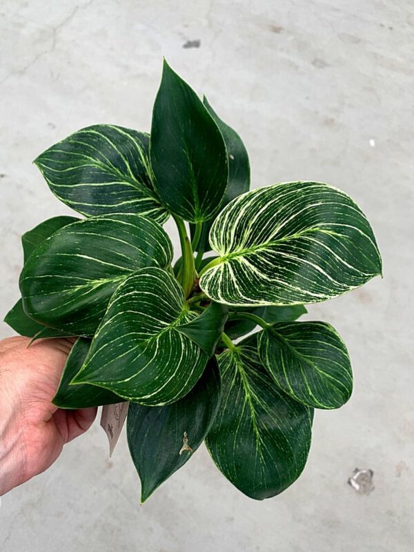 25 Best Plants for Fall 2020 - Philondendron 'White Measure'