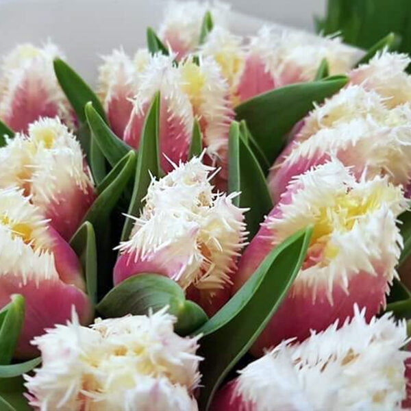 Marco Stengs' Amazing Tulips for 2021