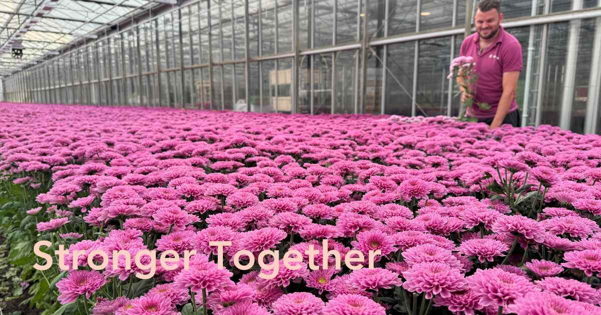 Chrysanthemum Fabienne by Zentoo, Leen Middelburg Chrysanten, Royal Van Zanten