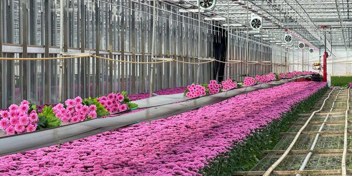 Chrysantemum Fabienne in greenhouse Chrysantemum Fabienne in greenhouse
