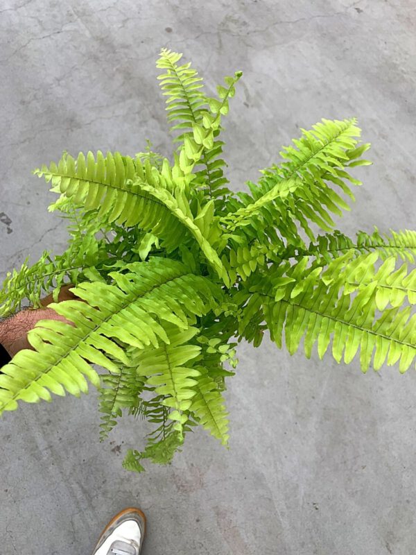 25 Best Plants for Fall 2020 - Nephrolepis Exaltata Blond