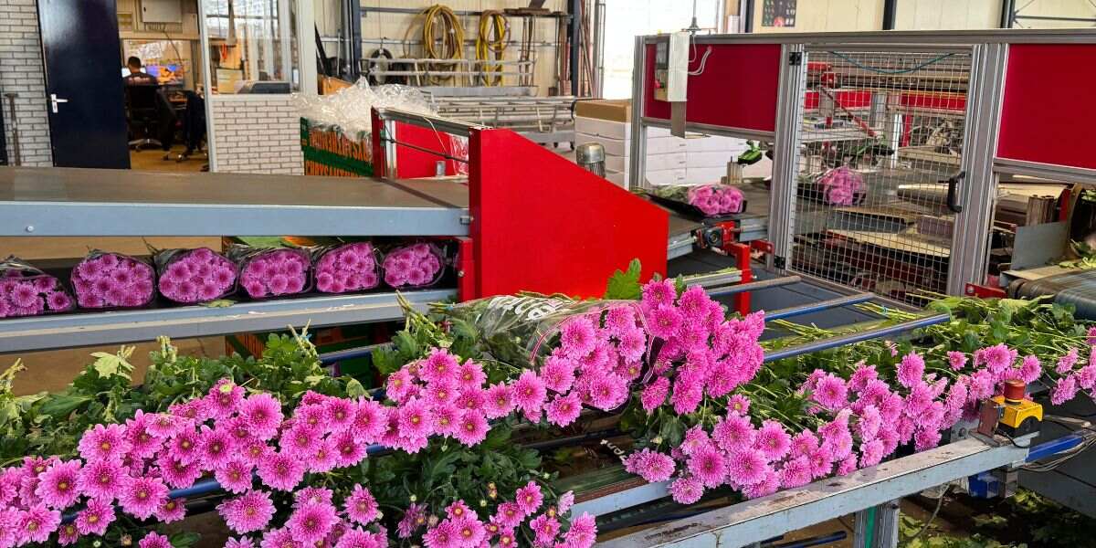 Chrysantemum Fabienne in packaging Chrysantemum Fabienne in packaging