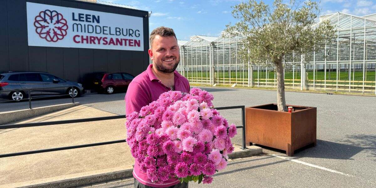 Sander from Leen Middelburg Chrysanten and Chrysantemum Fabienne Purple and Sweet Sander from Leen Middelburg Chrysanten and Chrysantemum Fabienne Purple and Sweet
