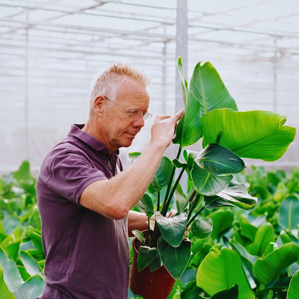 Strelitzia nicolai Strelitzia Nicolai, the Giant Bird of Paradise Tropical Plants from Air So Pure - inset growers ForeverPlantsGroup