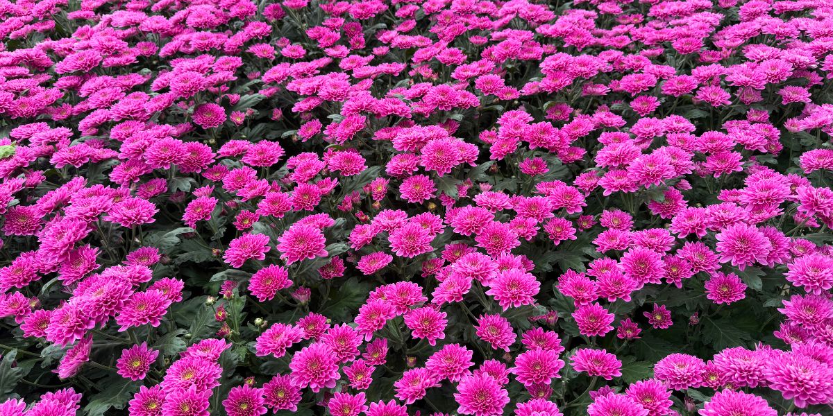 Chrysantemum Fabienne Purple Chrysantemum Fabienne Purple