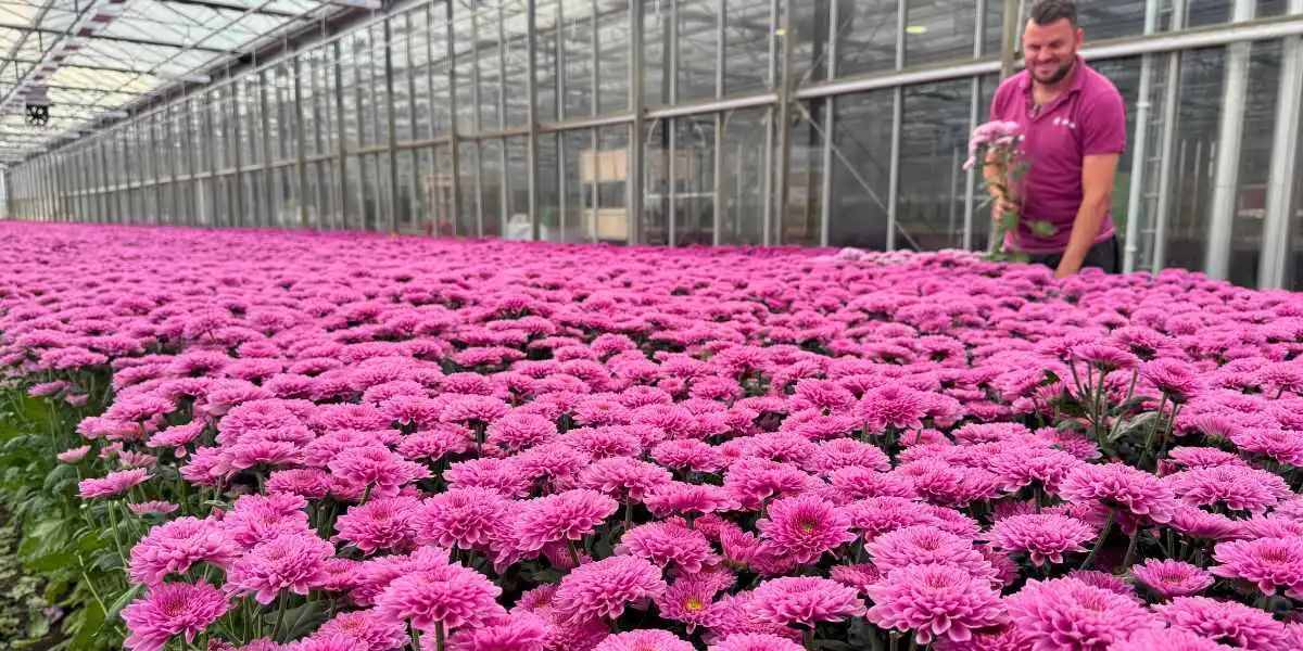 Sander Middelburg from Leen Middelburg Chrysanten with Chrysanthemum Fabienne