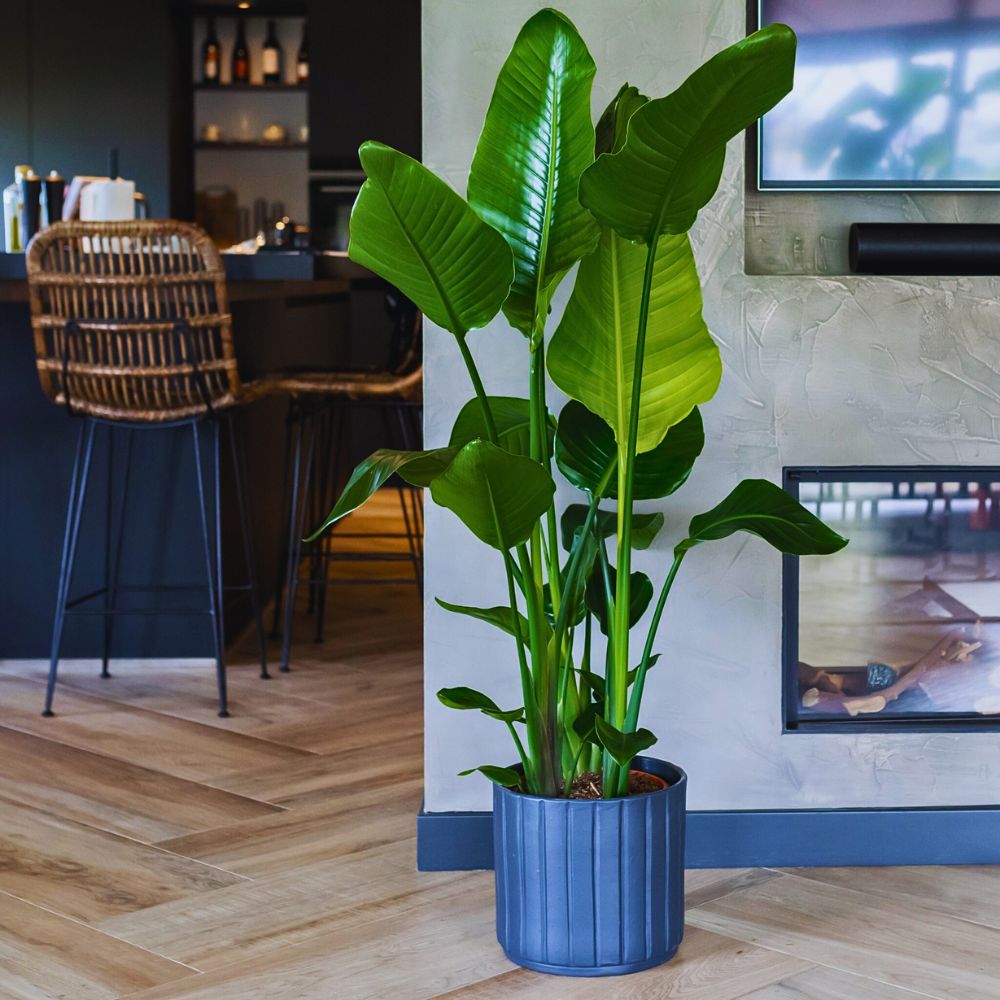 Giant bird of paradise Strelitzia nicolai, also known as the white-flowered Bird of Paradise.