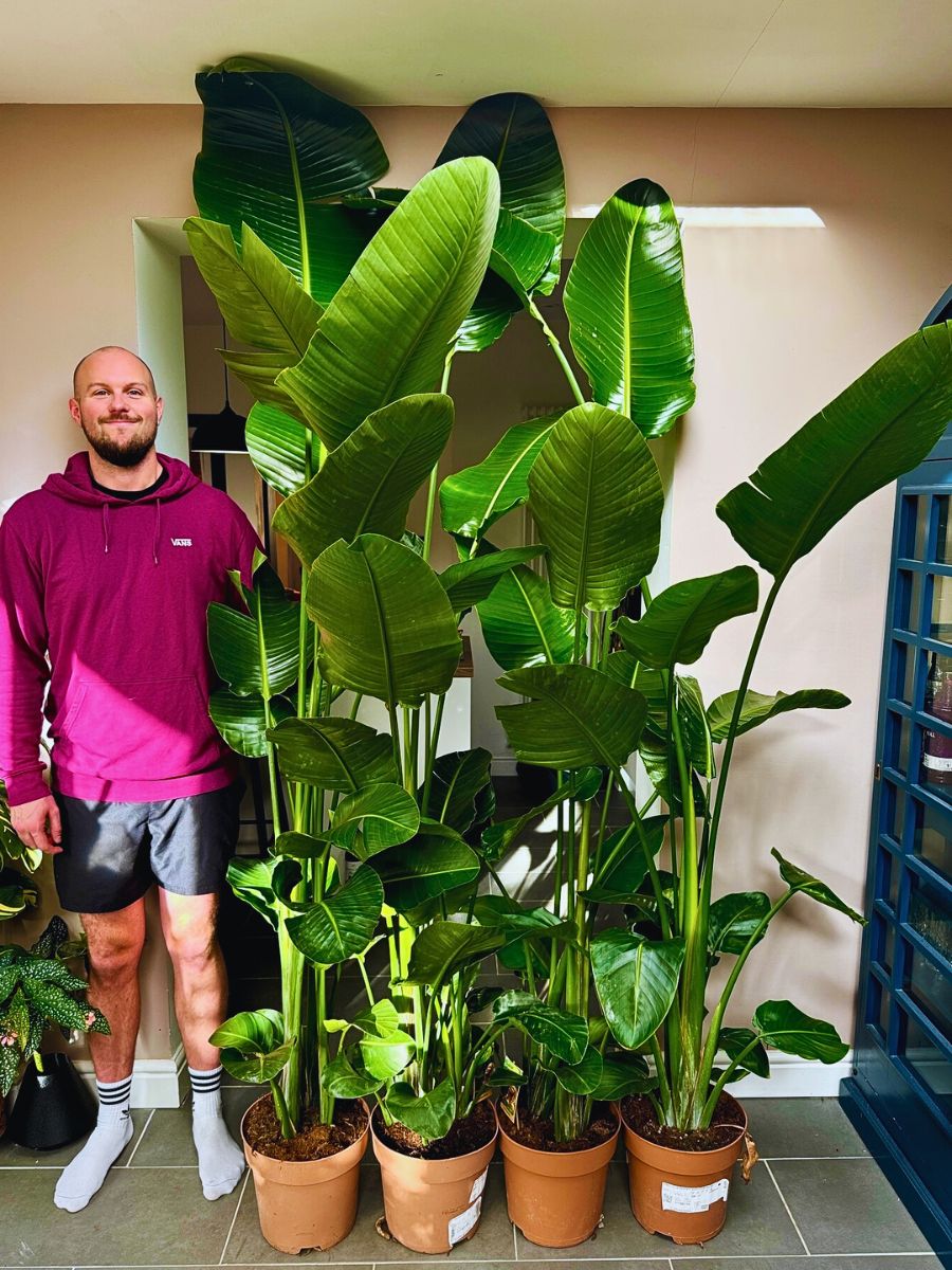 Giant Bird of Paradise Tropical Plants Strelitzia Nicolai plants can grow more than 3 meters tall indoor and almost twice that size outdoors