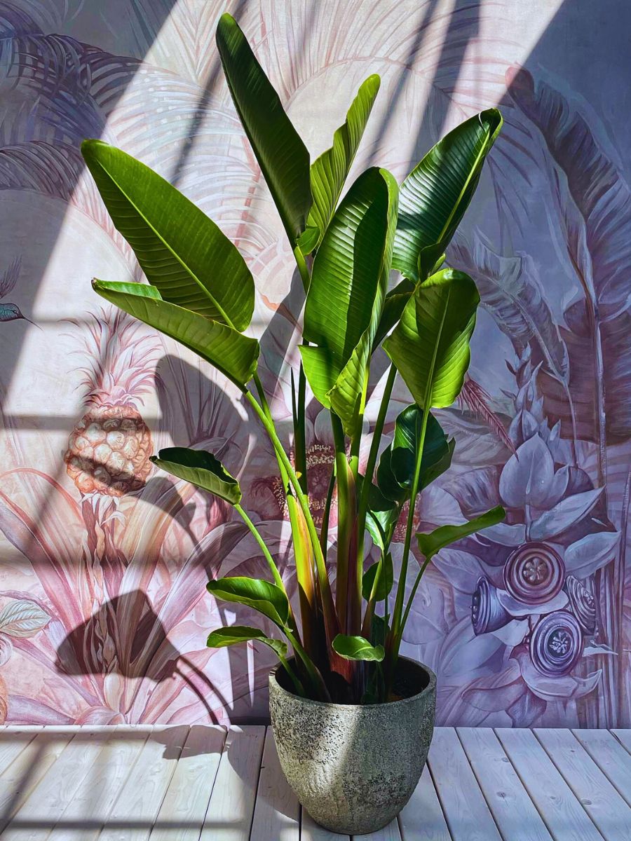 Bird of paradise tropical plant large foliage of the giant white bird of paradise tropical plant gleaming in the sun