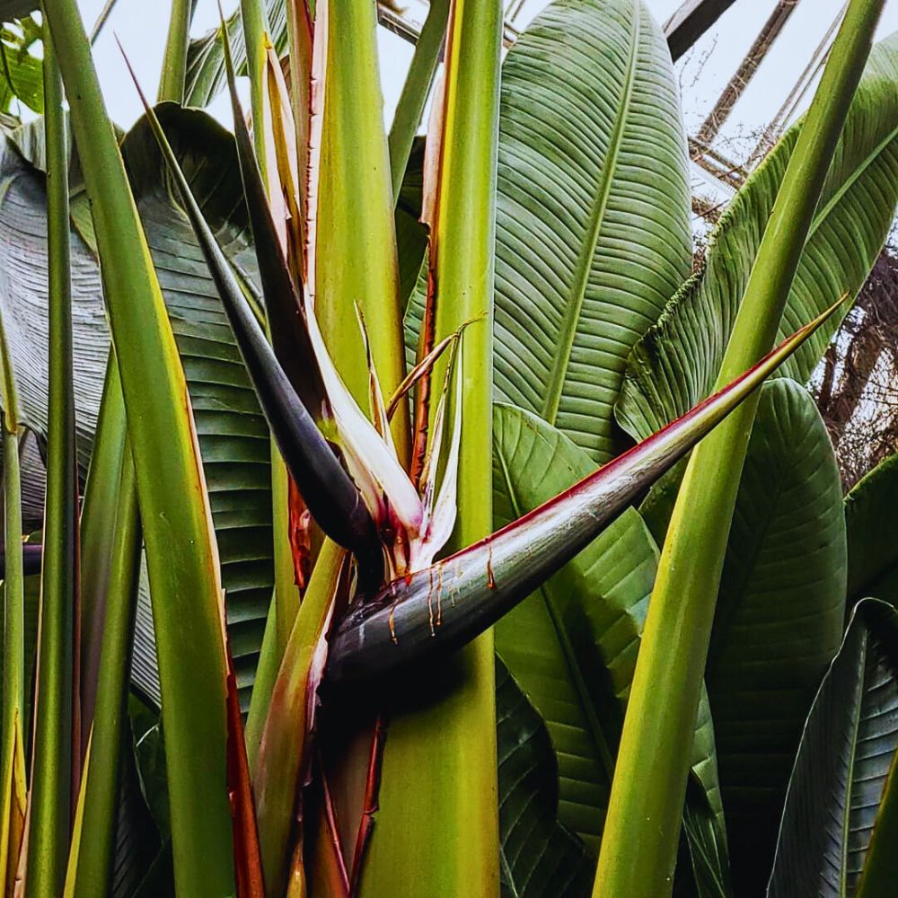 Bird of Paradise plants Strelitzia Nicolai flowering and growing in the wild