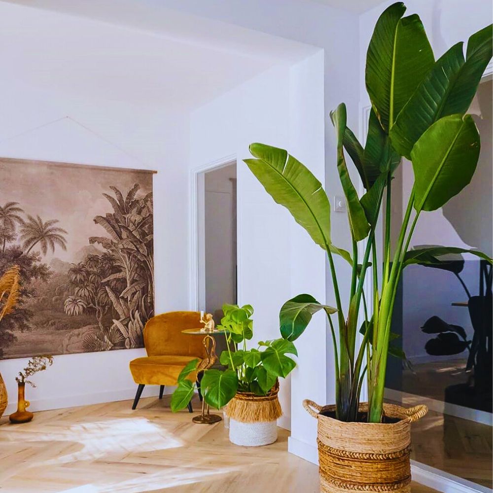 The Giant White Bird of Paradise Strelitzia Nicolai - The Giant White Bird of Paradise