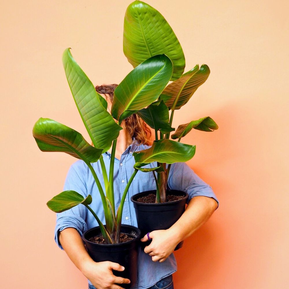Bird of Paradise plants the giant white bird of paradise plant potted and a woman holding it