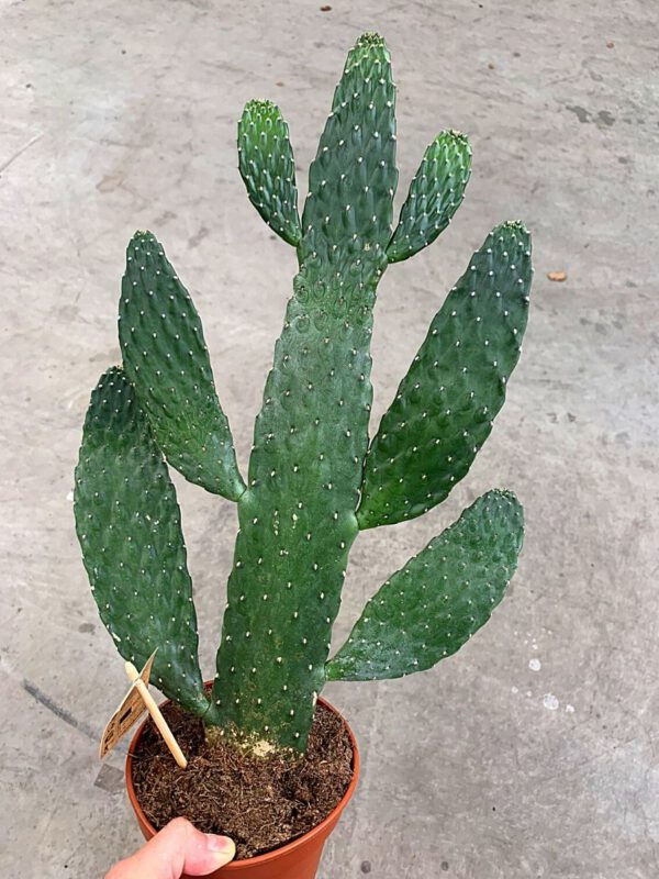 25 Best Plants for Fall 2020 - Opuntia Consolea Rubescens