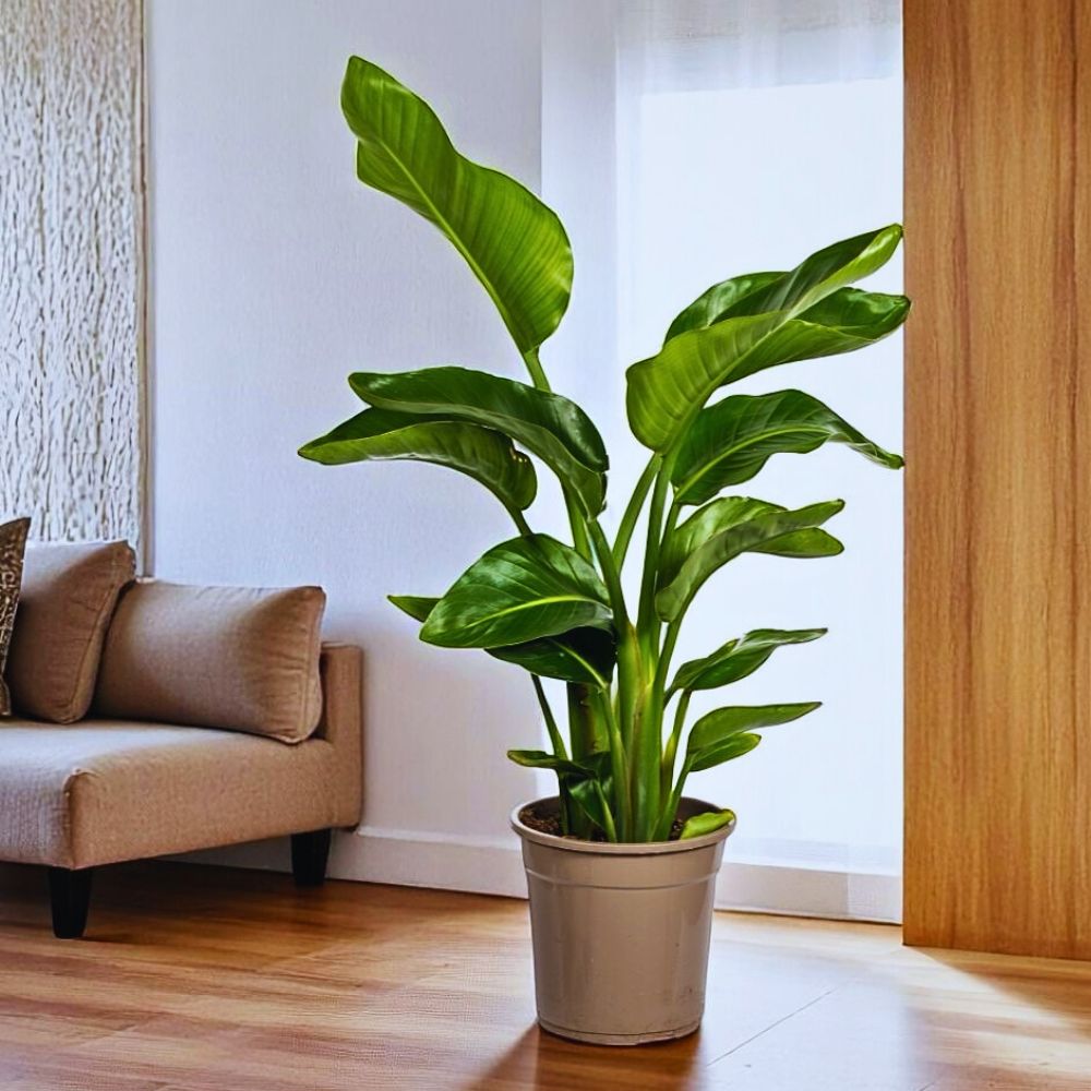 Bird of Paradise plants Strelitzia Nicolai, the Giant Bird of Paradise Tropical Plants from Air So Pure