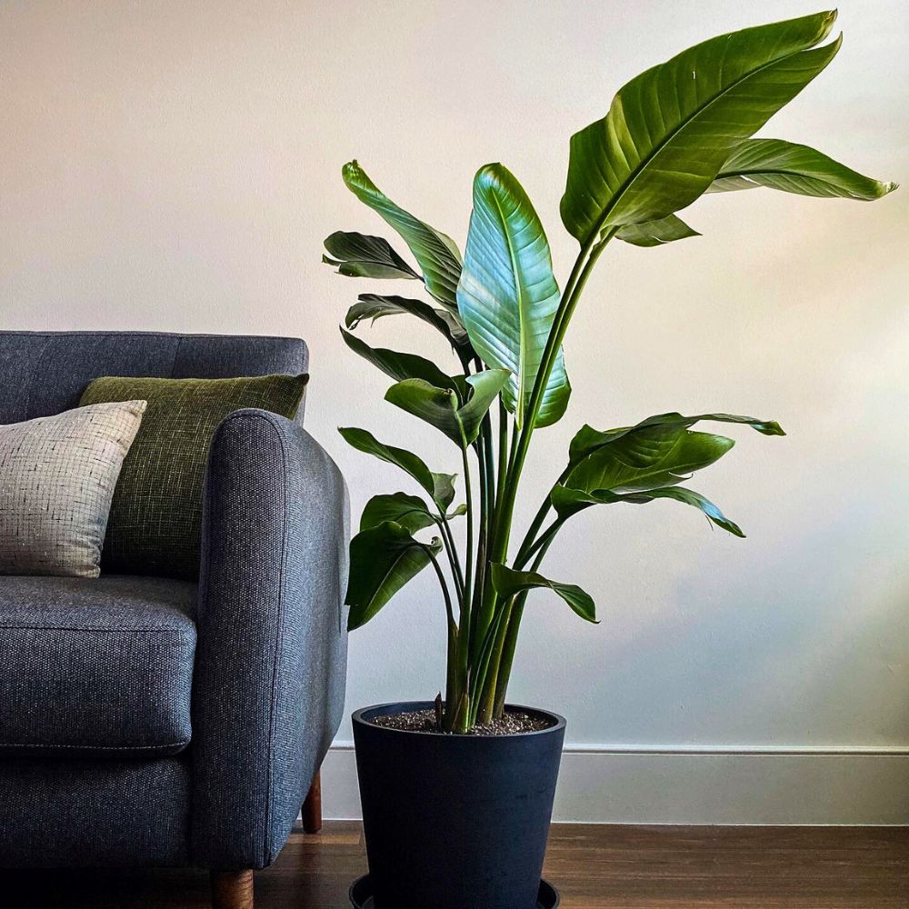 Bird of Paradise plant Strelitzia Nicolai, the Giant Bird of Paradise Tropical Plants from Air So Pure - Inset the Strelitzia Nicolai kept potted near a sofa/couch setting