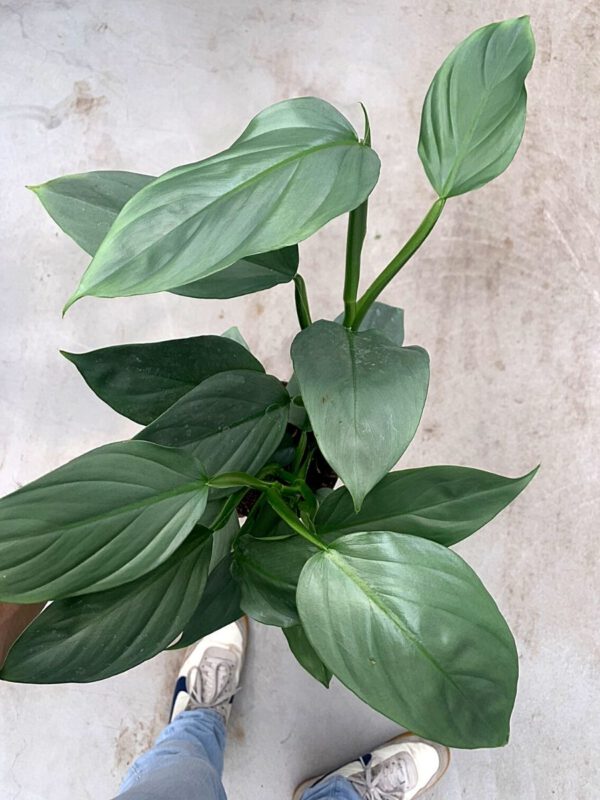 25 Best Plants for Fall 2020 - Philondendron 'Grey Busk'