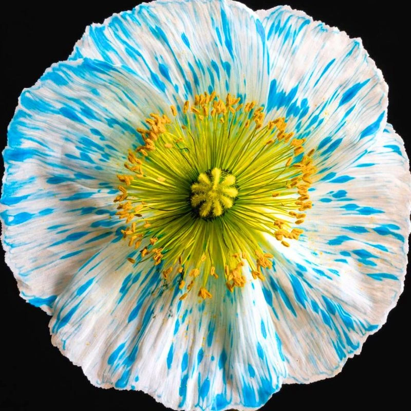 Flower photograph by Eva Bartos