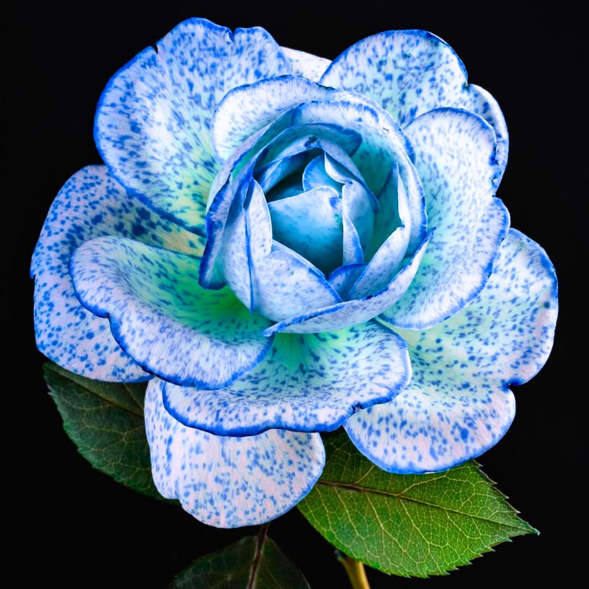Blue dotted rose opening up Blue dotted rose opening up