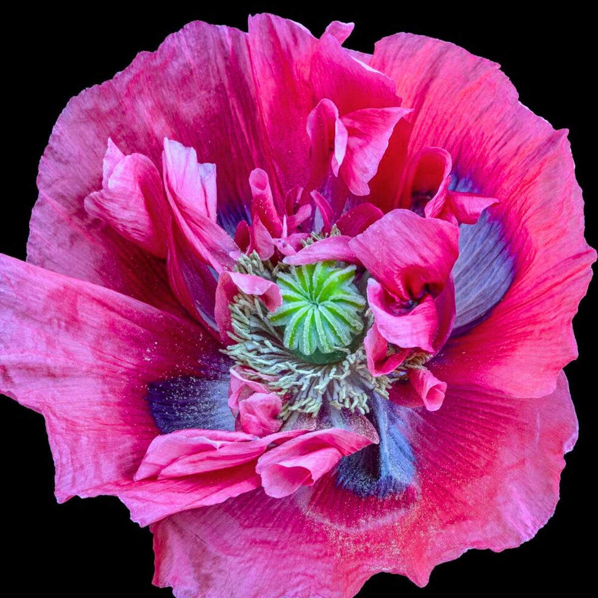 Fuchsia flower detail by Eva Bartos Fuchsia flower detail by Eva Bartos