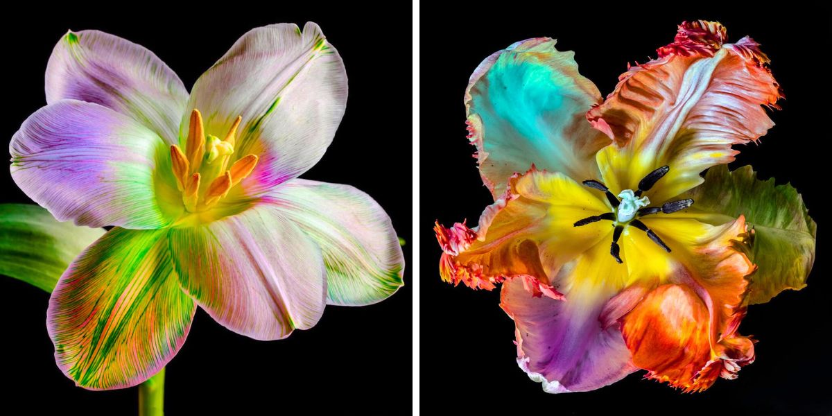 Multicolored tulips by Eva Bartos Multicolored tulips by Eva Bartos