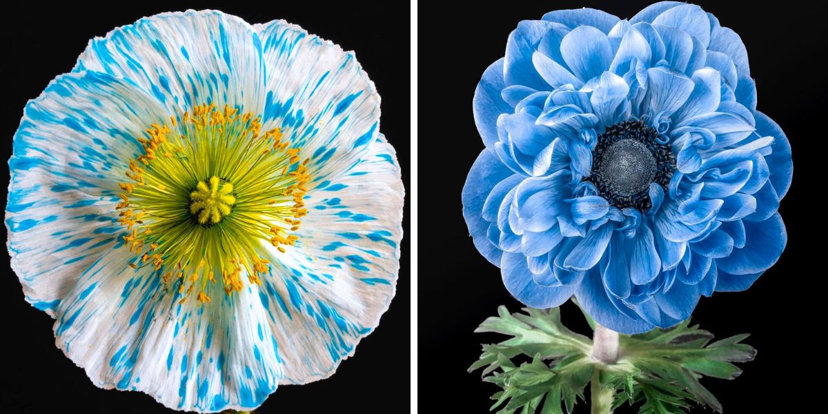 Blue flower photography by Eva Bartos