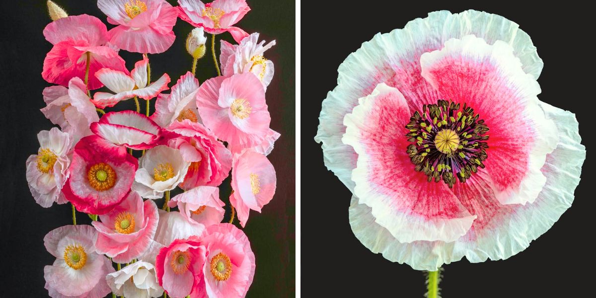 Pink poppy flowers photographed