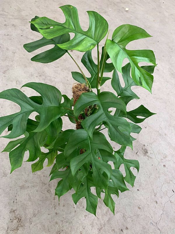 25 Best Plants for Fall 2020 - Philondendron 'Minima'