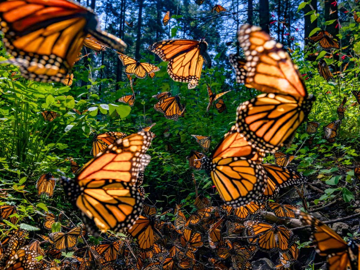 Monarch butterfly migration captured by Jaime Rojo Monarch butterfly migration captured by Jaime Rojo