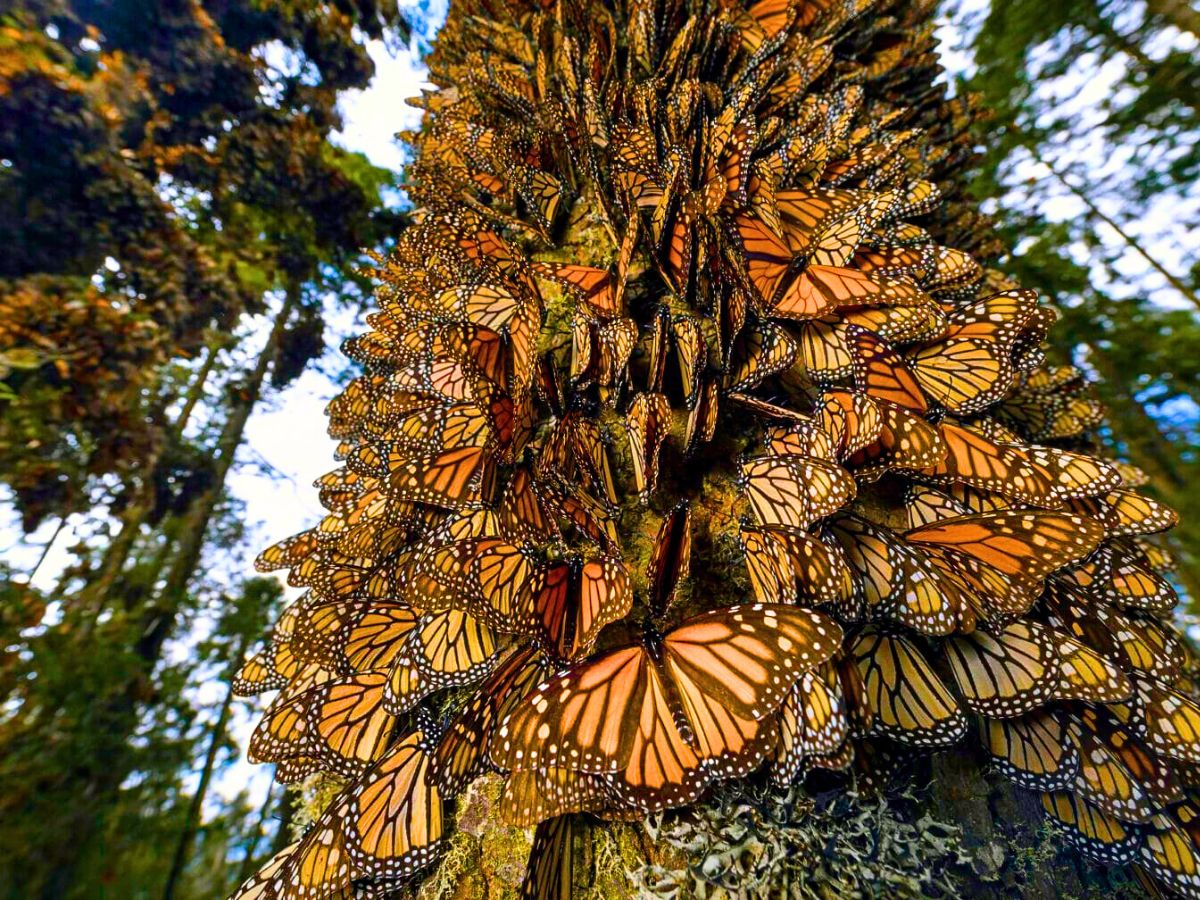 Monarch butterflies against a tree