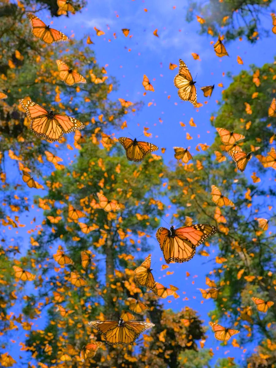 Monarch butterflies flying against a blue sky Monarch butterflies flying against a blue sky
