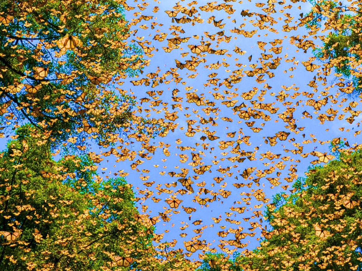 Migration of colorful monarch butterflies