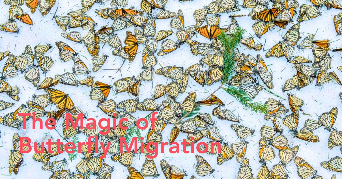 The art of butterfly migration