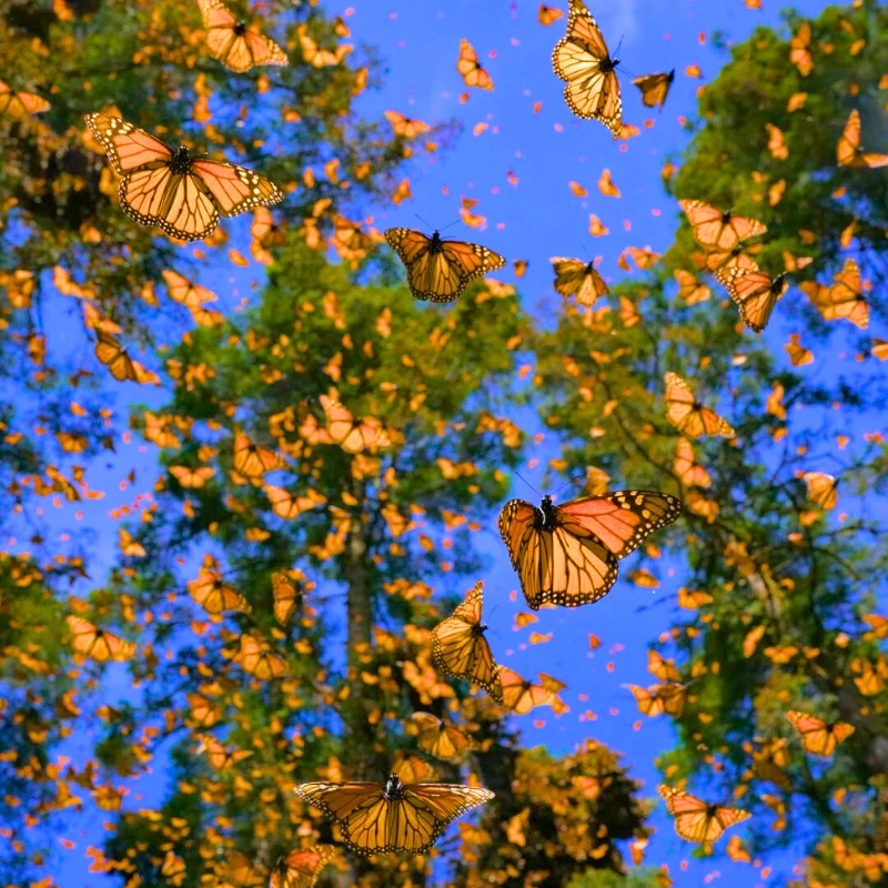 Monarch butterflies