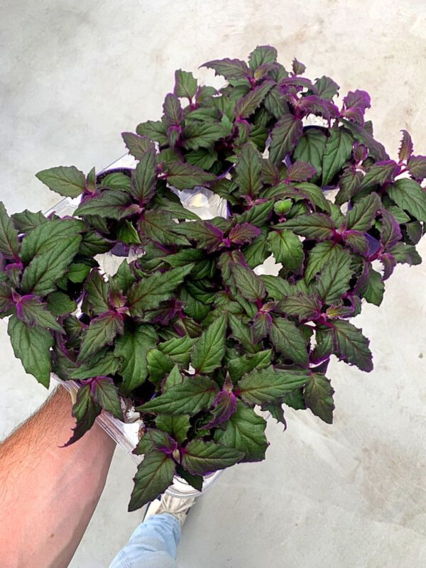 25 Best Plants for Fall 2020 - Gynura