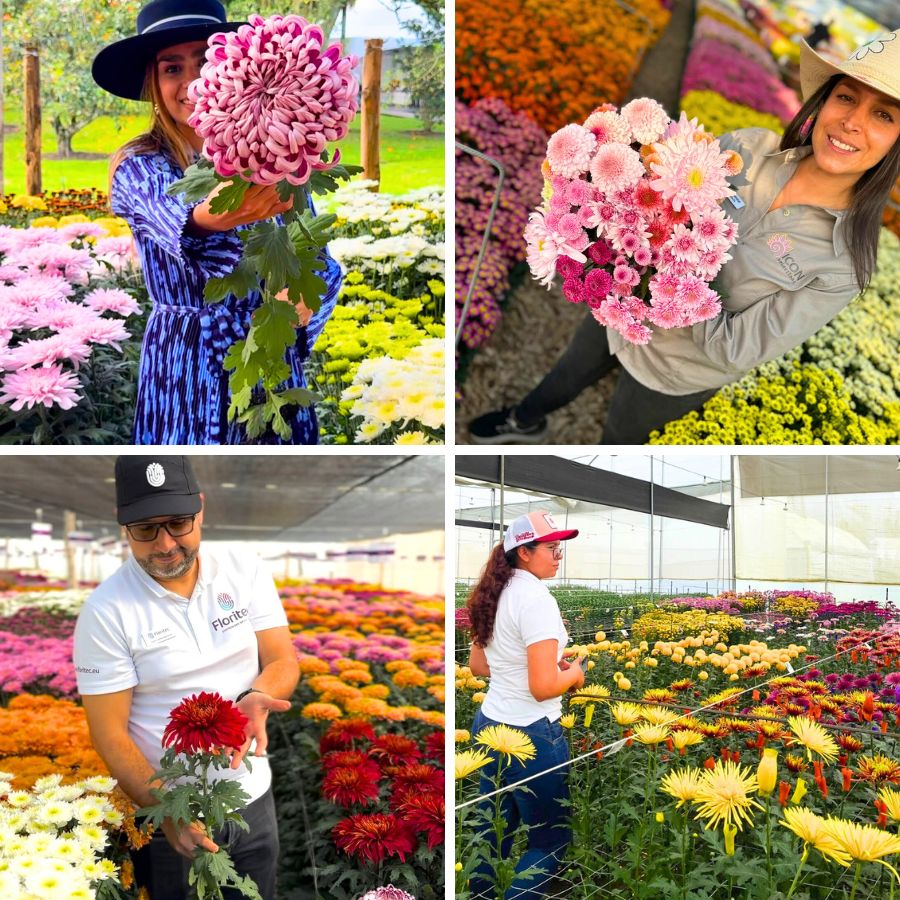 Moments during Chrysanthemum Week