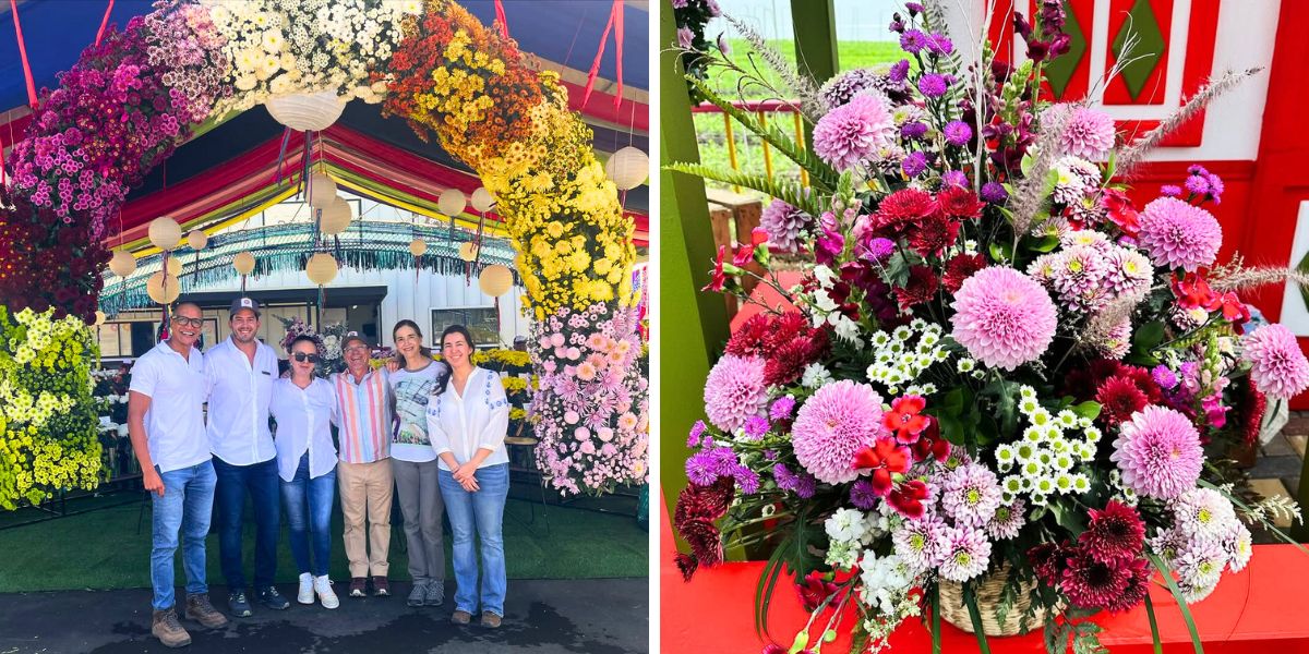 Chrysanthemum Week and flowers during the event