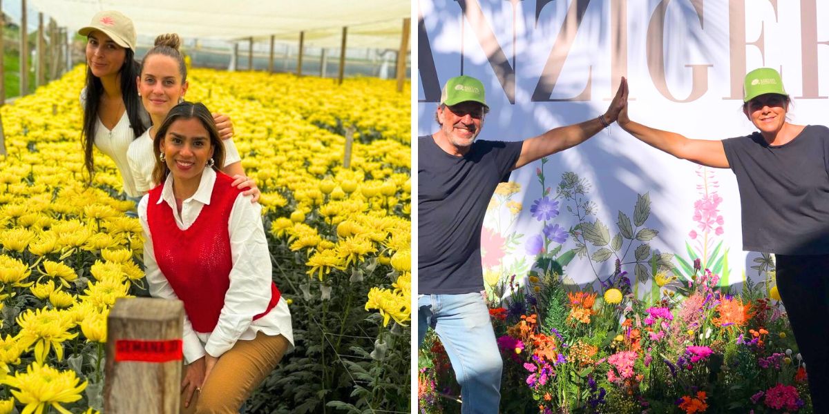 Chrysanthemums in El Capiro farm and Danziger flowers
