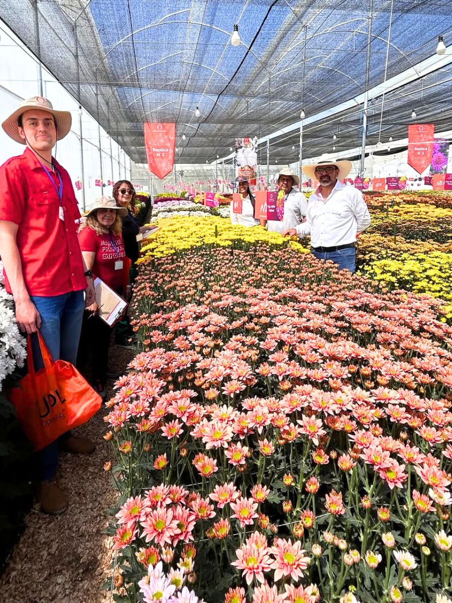 People visiting Chrysanthemum Week in Medellin