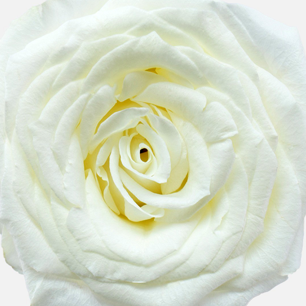 Rose Nova Vita Wedding Favorite zoom bloom Rose Nova Vita Wedding Favorite zoom bloom
