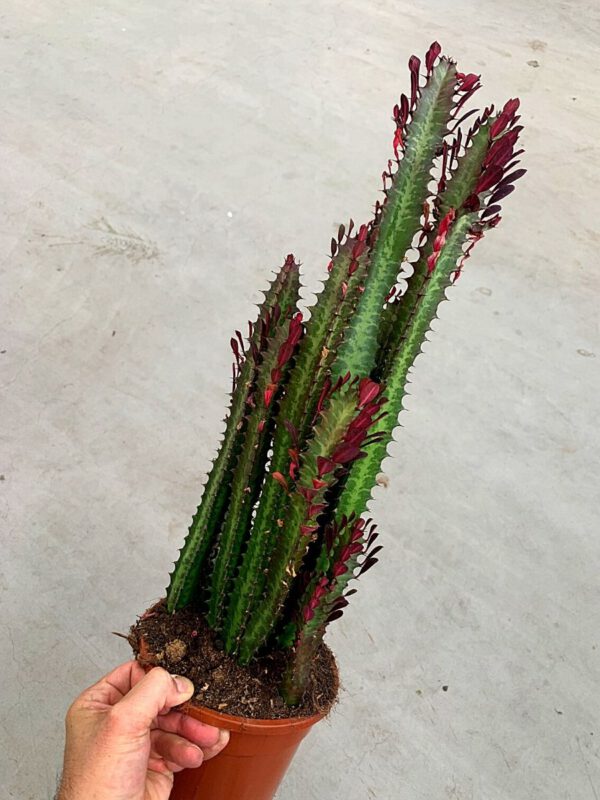 25 Best Plants for Fall 2020 - Euphorbia Trigona 'Rubra'