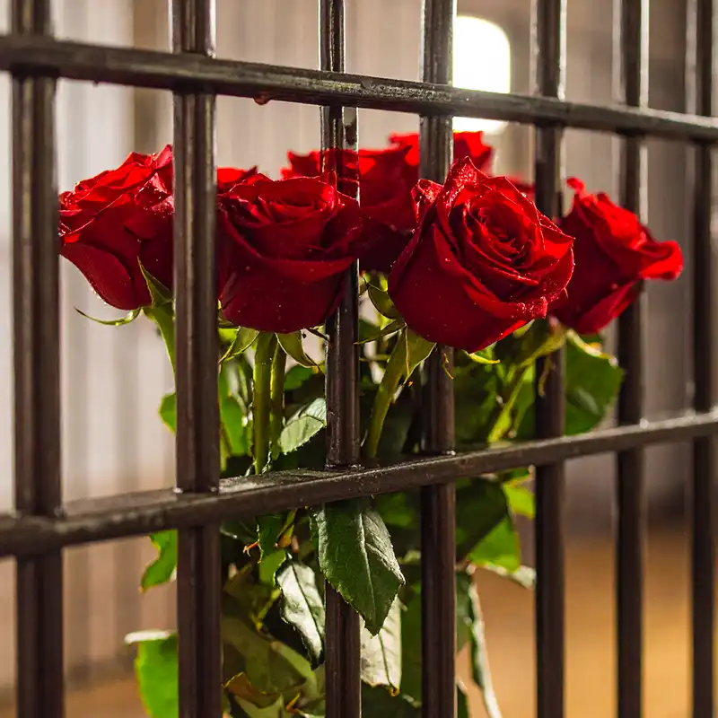 Plantec illegal roses square feature
