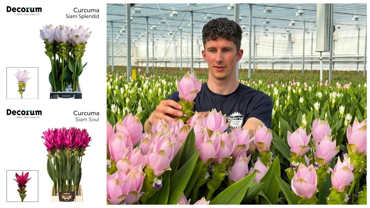 Curcuma by Villa Curcuma in Decorum Curcuma by Villa Curcuma in Decorum