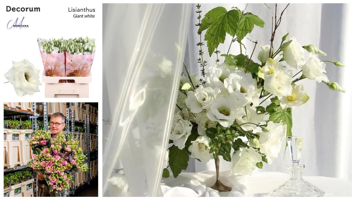 Lisianthus Giant White by Montana Lisianthus in Decorum Lisianthus Giant White by Montana Lisianthus in Decorum